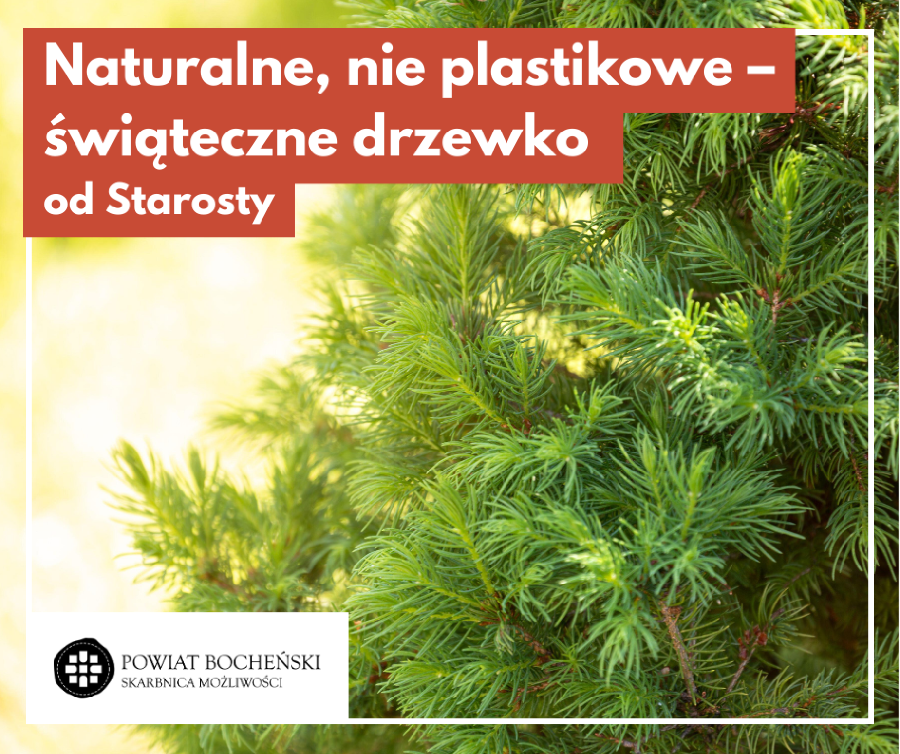 Naturalne, nie plastikowe – świąteczne drzewko od Starosty