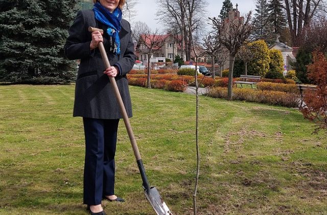 Starosta, Burmistrzowie i Wójtowie posadzili drzewo dla klimatu