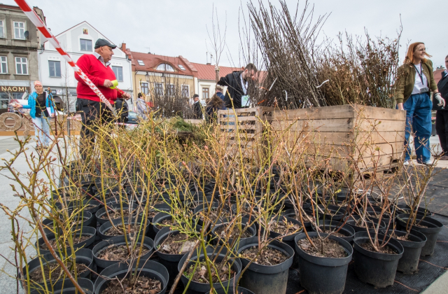 Drzewa za makulaturę - V Piknik Ekologiczny za nami