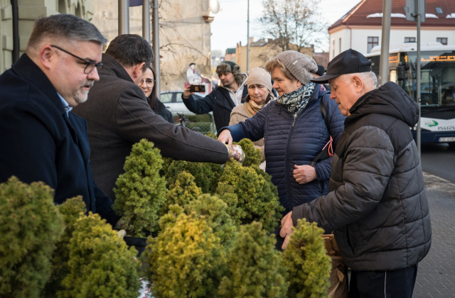 Ponad 500 naturalnych choinek za makulaturę – ekologiczna akcja starostwa