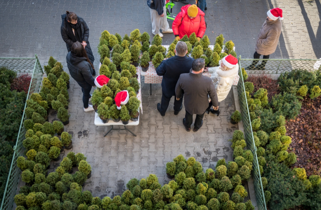 Ponad 500 naturalnych choinek za makulaturę – ekologiczna akcja starostwa