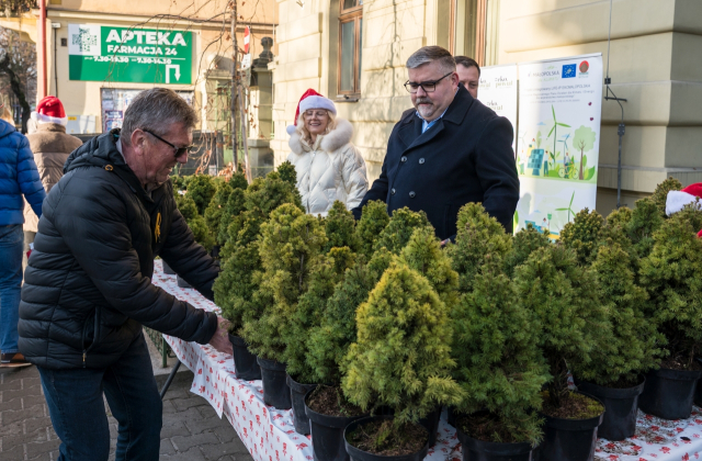 Ponad 500 naturalnych choinek za makulaturę – ekologiczna akcja starostwa