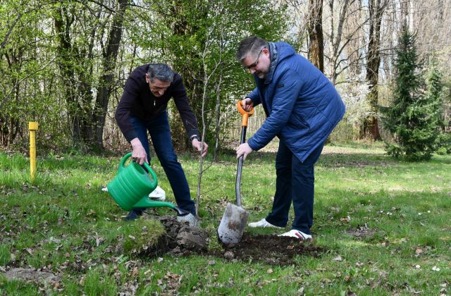 Starosta, Burmistrzowie i Wójtowie posadzili drzewo dla klimatu