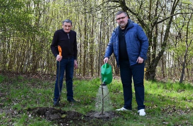 Starosta, Burmistrzowie i Wójtowie posadzili drzewo dla klimatu