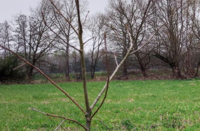 Starosta, Burmistrzowie i Wójtowie posadzili drzewo dla klimatu