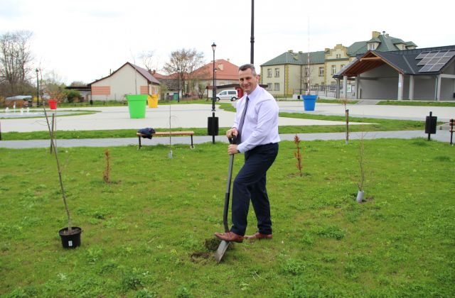 Starosta, Burmistrzowie i Wójtowie posadzili drzewo dla klimatu