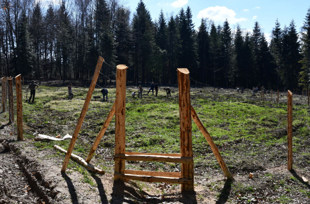 Drzewo dla klimatu