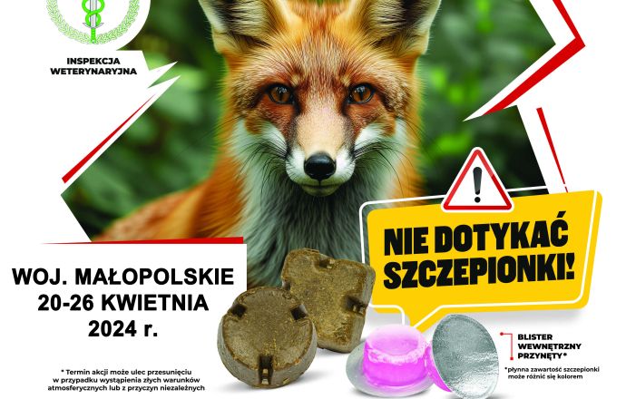 Wiosenna akcja ochronnego szczepienia lisów przeciwko wściekliźnie.