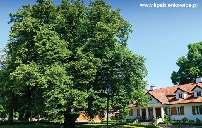 Lipa z Bieńkowic Drzewem Roku? Ostniatnie dni głosowania!